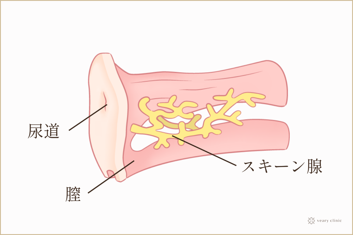 女性が感じる仕組みとは？オーガズムとスキーン腺の関係について解説 | コラム一覧｜  東京の婦人科形成・小陰唇縮小・婦人科形成（女性器形成）・包茎手術・膣ヒアルロン酸クリニック