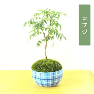 モルタルで植木鉢をつくる」 - 武富さんのリビングの小物・雑貨 1 2- イエナカ手帖