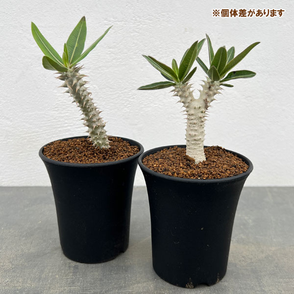 ⠜༶⠜༶⠜入荷情報⠜༶⠜༶⠜༶⠜ ⁡パキポディウム4号 ⁡ 6 7土11:00 open〜販売スタート。 ⁡ 4号サイズのパキポディウムがやっと入荷いたしました。 ⁡恵比寿笑い恵比寿大黒エブルネウム伊藤ハイブリッド 各一点のみです。 ⁡気になる方は、是非、botanico