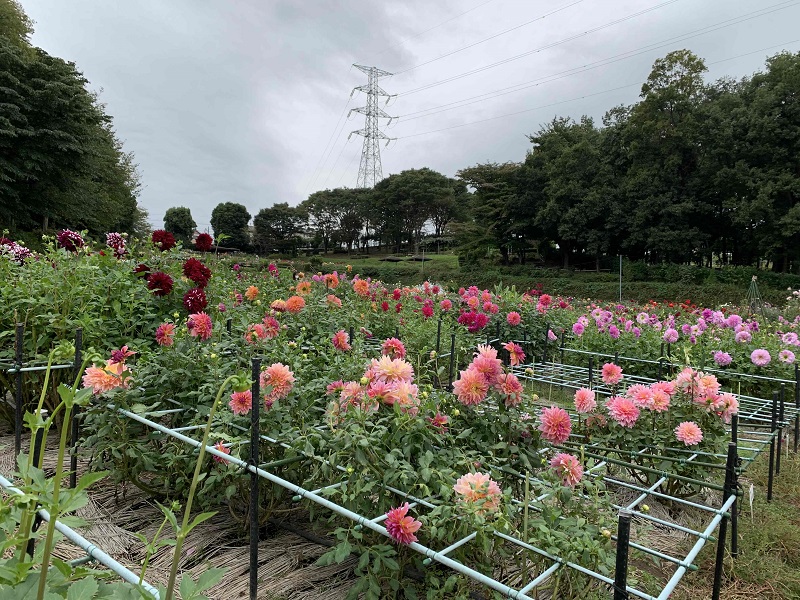 花祭壇に新風を吹き込むダリア～想いを伝える魅せ方、デザイン実例