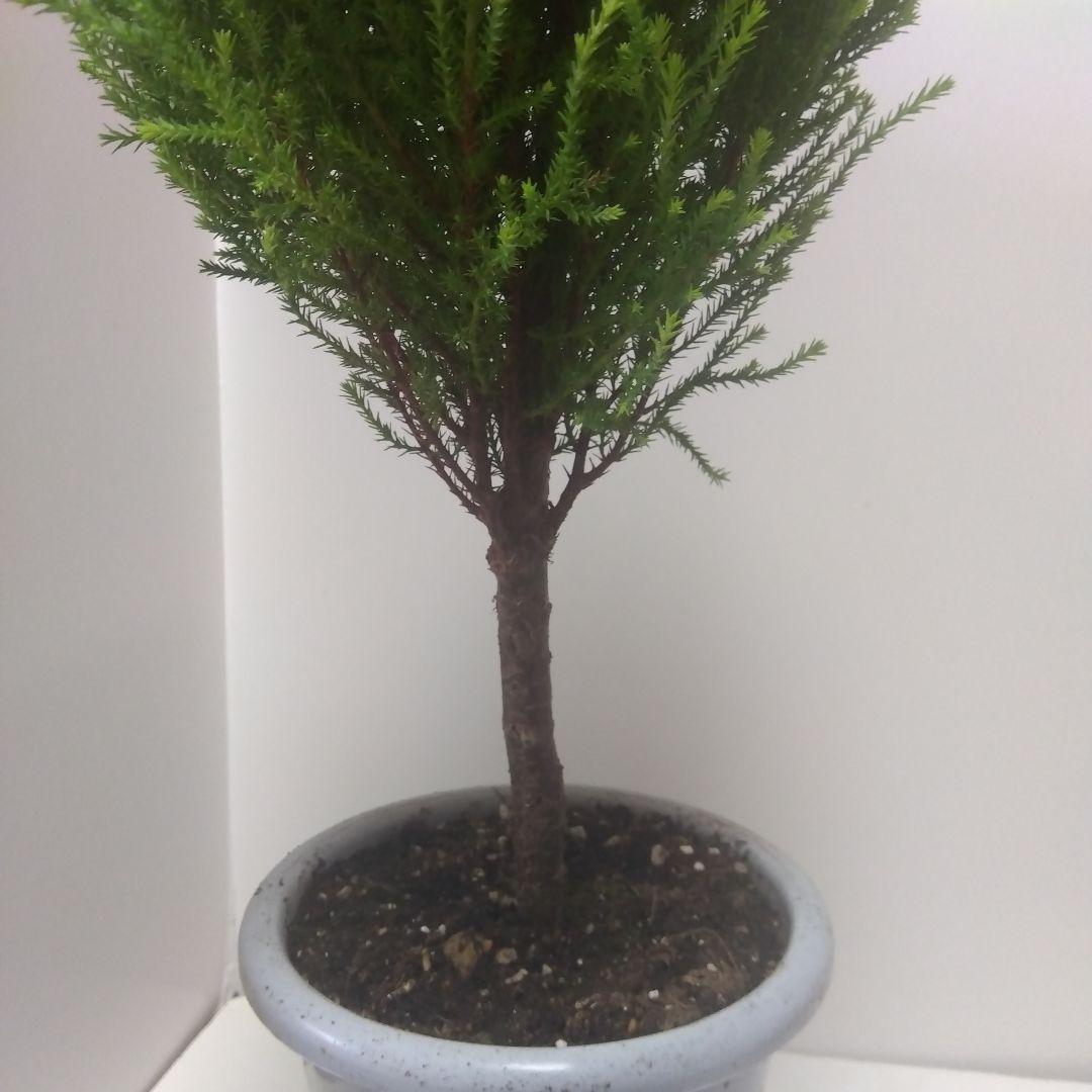 ゴールドクエスト」の写真素材28件の無料イラスト画像Adobe Stock