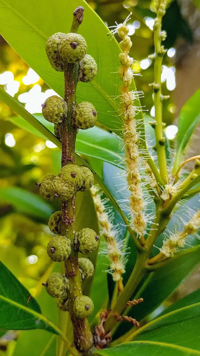 短歌選集（椎の花）と俳句（栗の花）と写真集（４月の沖縄）ときままに万葉集: 短歌・俳句の三里塾