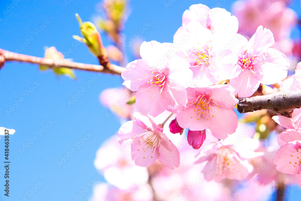 水辺の春を彩る満開の桜【根川緑道（立川市）】 - 多摩のぶらり花紀行