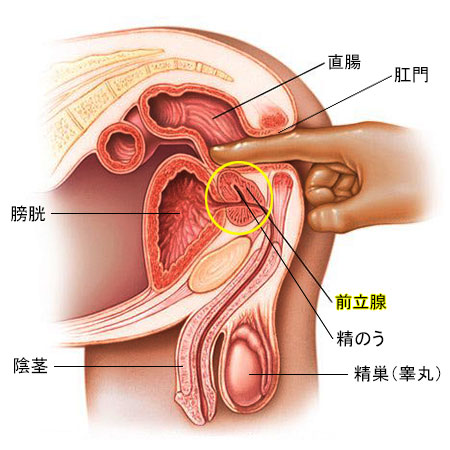 手コキの正しいやり方！ 手だけで男をイカせるテク8選【図解付き】 |