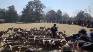 東大寺の参拝者用無料駐車場 と奈良公園から徒歩15分圏内の安いオススメ駐車場を‥お知るぅ？東大寺-御朱印