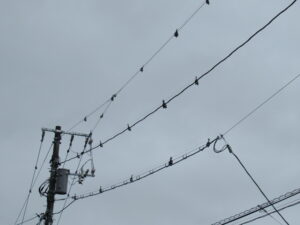 鳥のフン対策 電線に「鳥よけワイヤー」を無料設置！電力会社やNTTへの依頼方法。FIRSTDAY OF MY LIFE