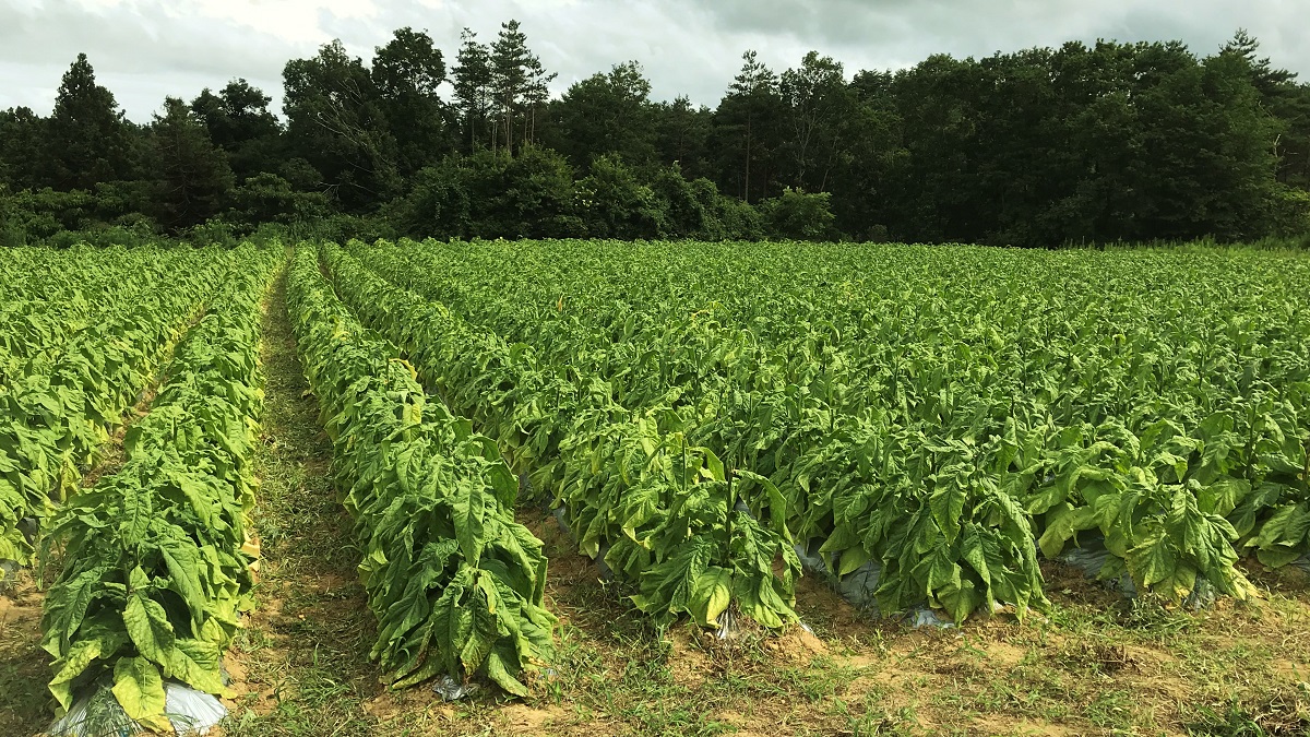 東かがわ市西山のタバコ畑 香川県東かがわ市西山 - 日本すきま漫遊記