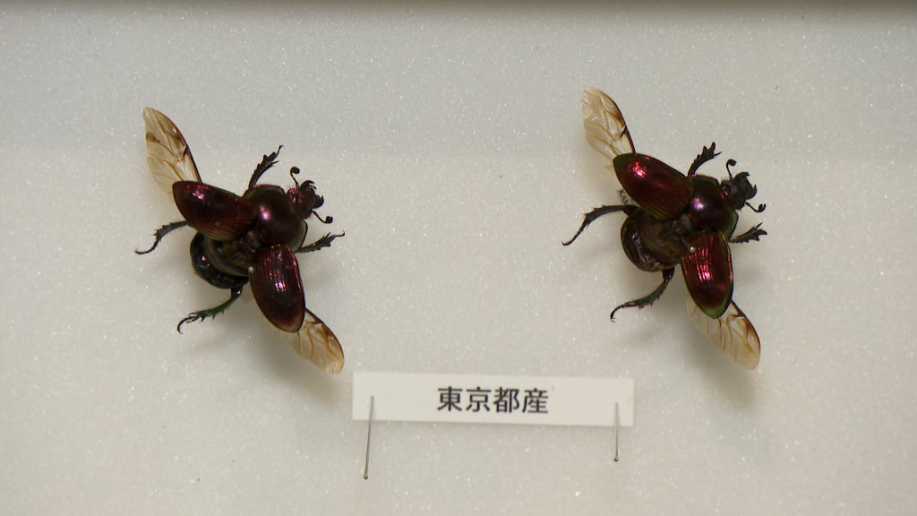 虫眼鏡 コレコレ やらかしTikTok