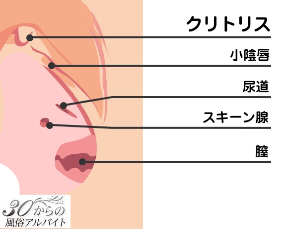 潮吹きとおしっこの違いってなに？成分や感覚の違いを紹介！ | Trip-Partner[トリップパートナー]