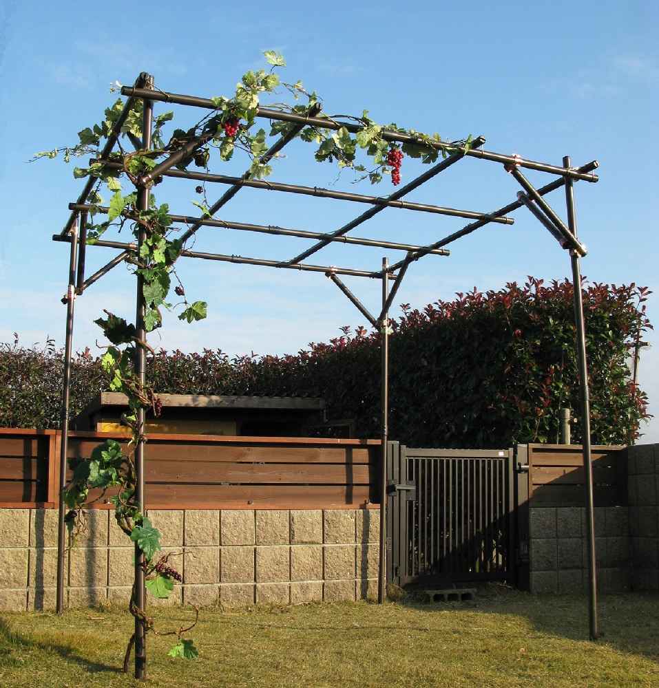 ぶどう棚のパイプ 農業