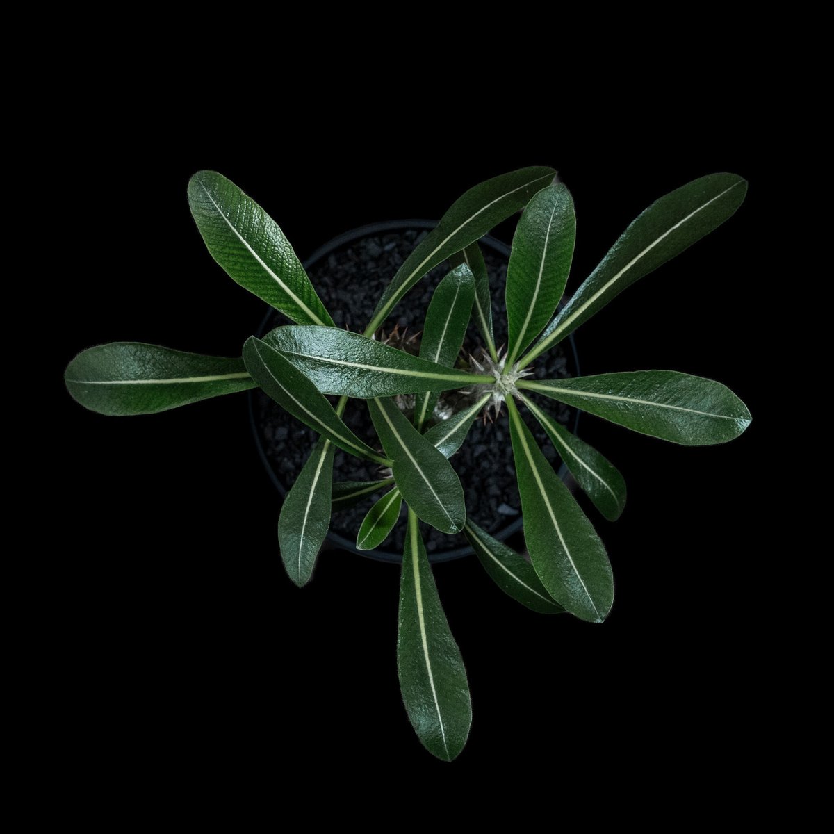 コーデックス 塊根植物 観葉植物 パキポディウム デンシホロンロス三元交配 伊藤ハイブリッド パキポ パキポジウム インテリア 素敵なプランツ :hanabisou - 通販 - Yahoo!ショッピング