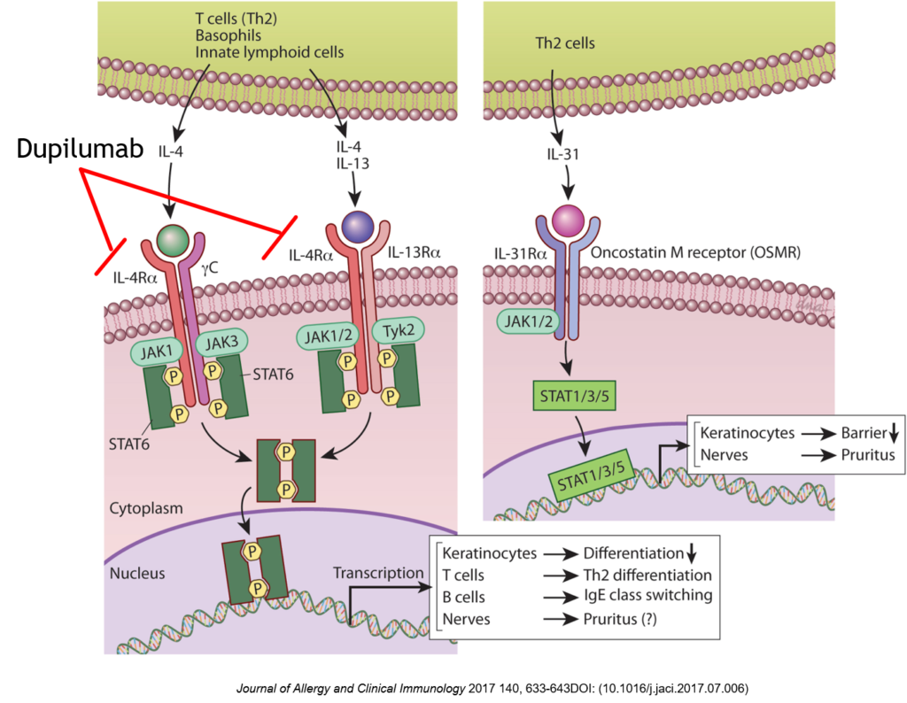 2025年最新 コムイルフォーの人気アイテム - メルカリ