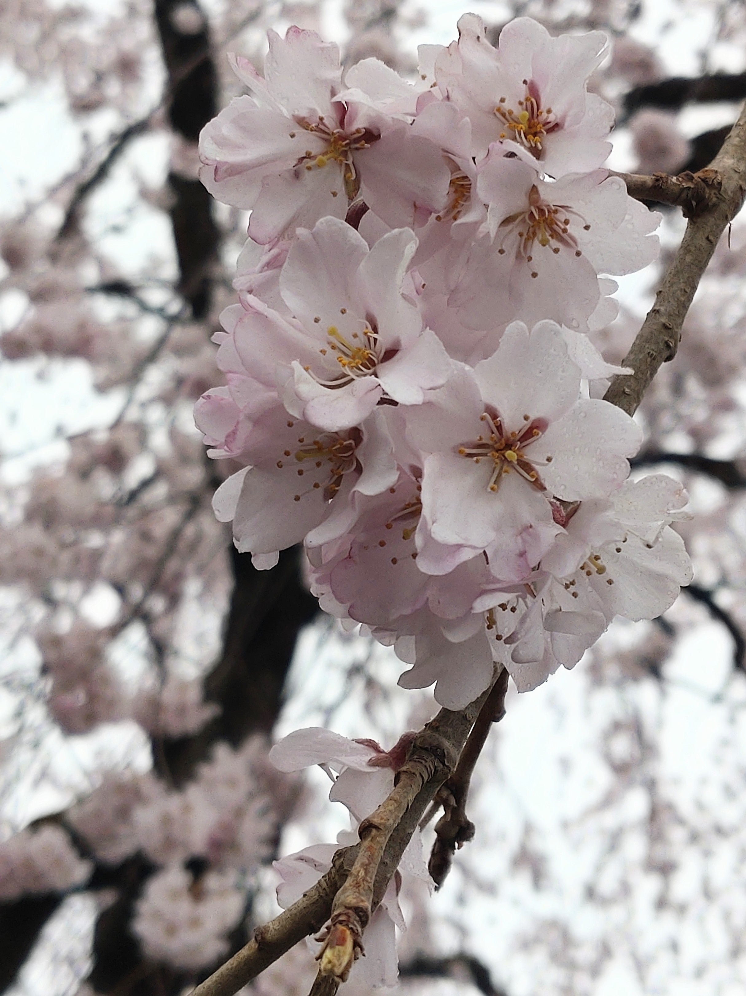 宮城県】東京発・スイーツの花園「チューリップローズ」が東北地方に初登場。「エスパル仙台」に期間限定OPEN | 株式会社グレープストーンのプレスリリース