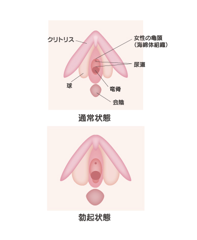 いまこそ、大人の性教育。【Lesson #1】「女性器について知ろう」場所や名前、セルフチェックの方法も。 |