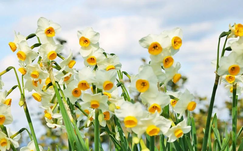 黄色のスイセン（水仙）の花言葉と誕生花－花の持つ言葉