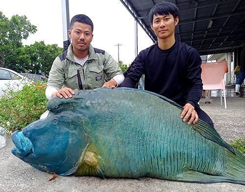 宮古島で59キロのナポレオン - 琉球新報デジタル