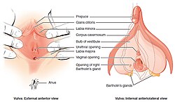 クリトリス構造をAV女優と一緒に医学的観点から解説 – メンズ形成外科