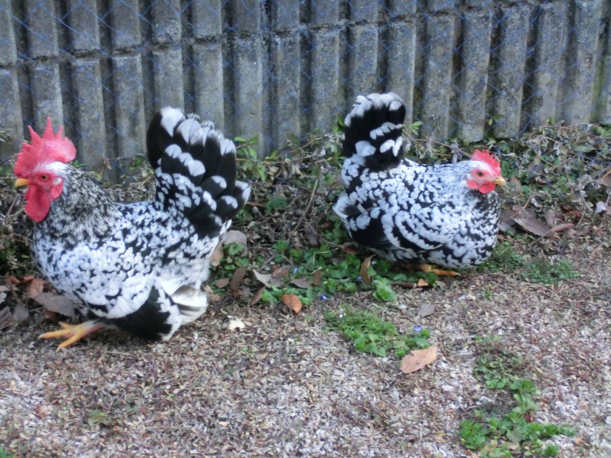 碁石チャボ ゴイシチャボの販売一覧 千葉県・栃木県・神奈川県・埼玉県のペットショップ