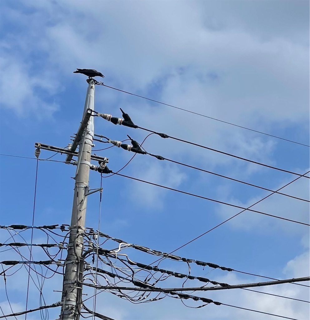 電線にとまった鳥のフン害対策 - ◇不具合