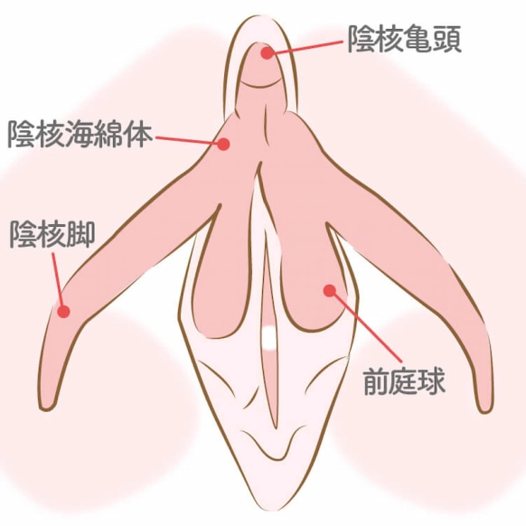 アダム徳永公式オンラインショップ / 【配信版】VOL.9～11 女性器愛撫完全攻略テクニック(3巻セット)