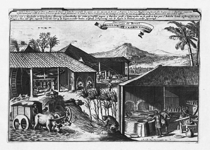 ブラジルにおけるさとうきびの試験研究、育種の現状農畜産業振興機構