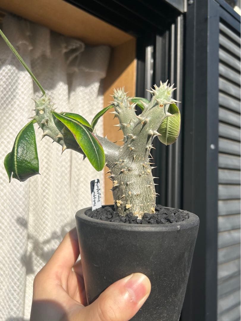 パキポディウム・伊藤ハイブリッド 12cm鉢 □カクタス長田