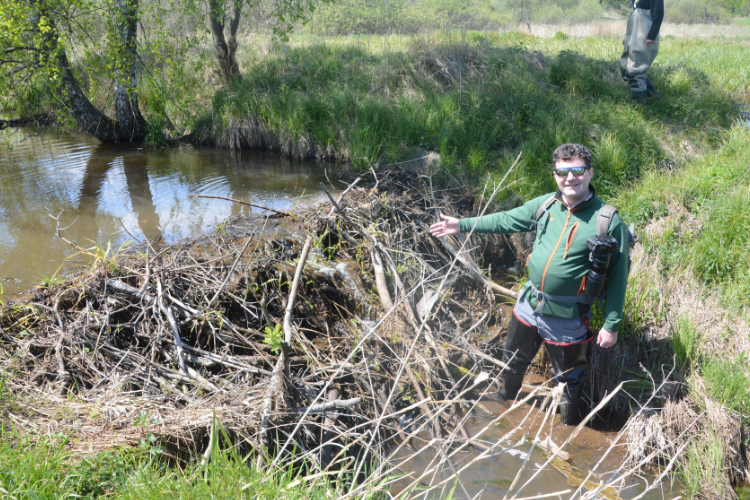 人間以上に巧みなダムづくり 気候変動と闘うチェコの「野生の施工業者」ビーバー：朝日新聞GLOBE＋