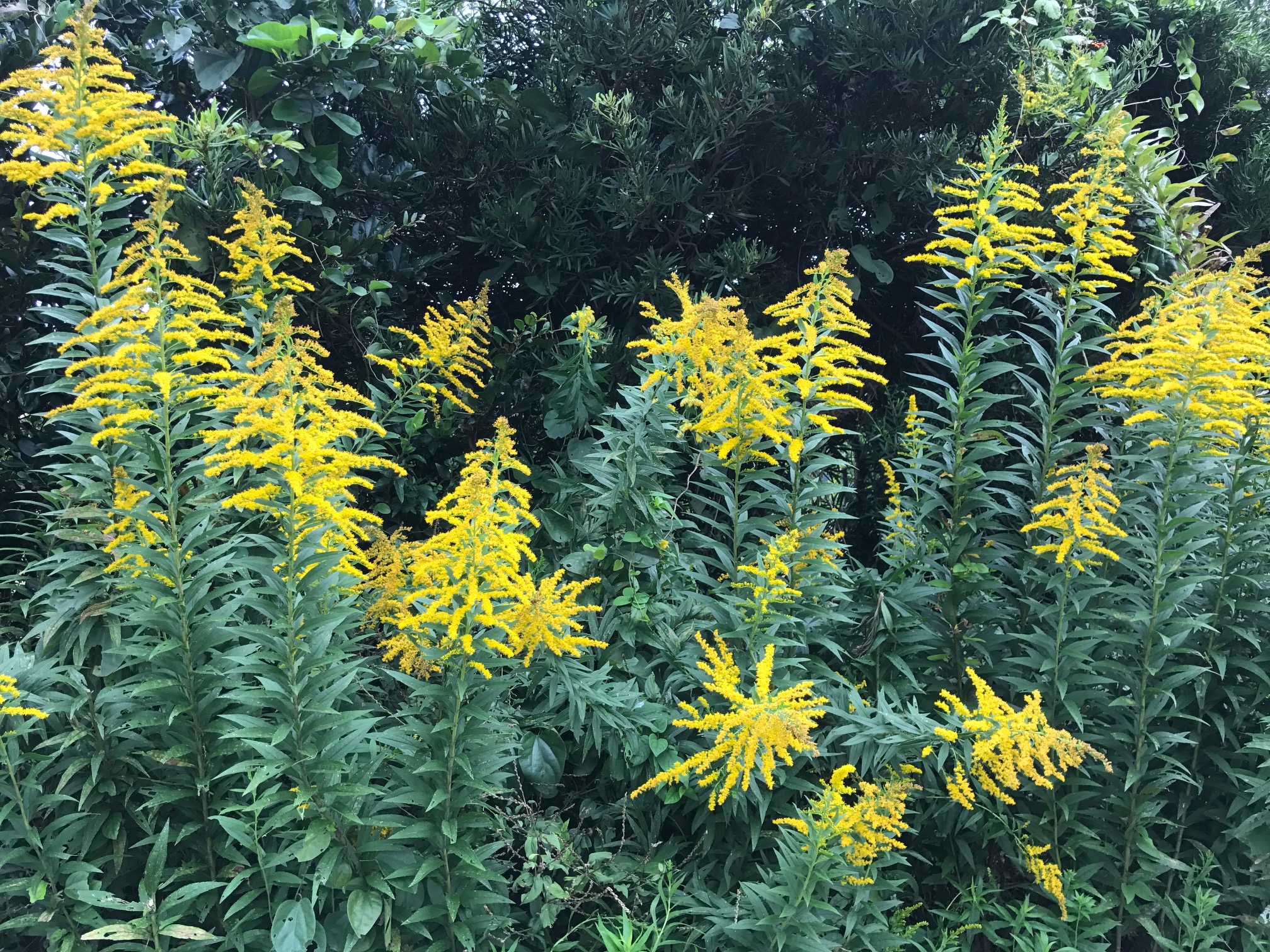 ブタクサ花粉 | 新田オレンジ薬局