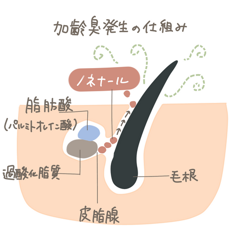 大豆油脂肪酸の仕組みと働き – 井直商事株式会社