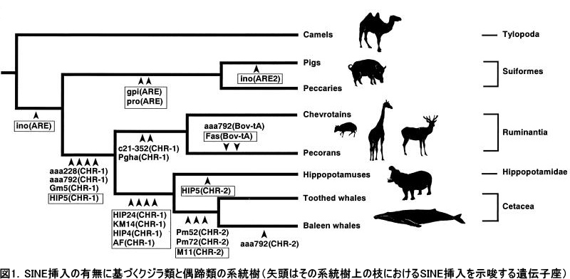 Kumamon Daisukidamon くまモン大好きだモン 🍠구마몬 다이스키다몬 on X: 