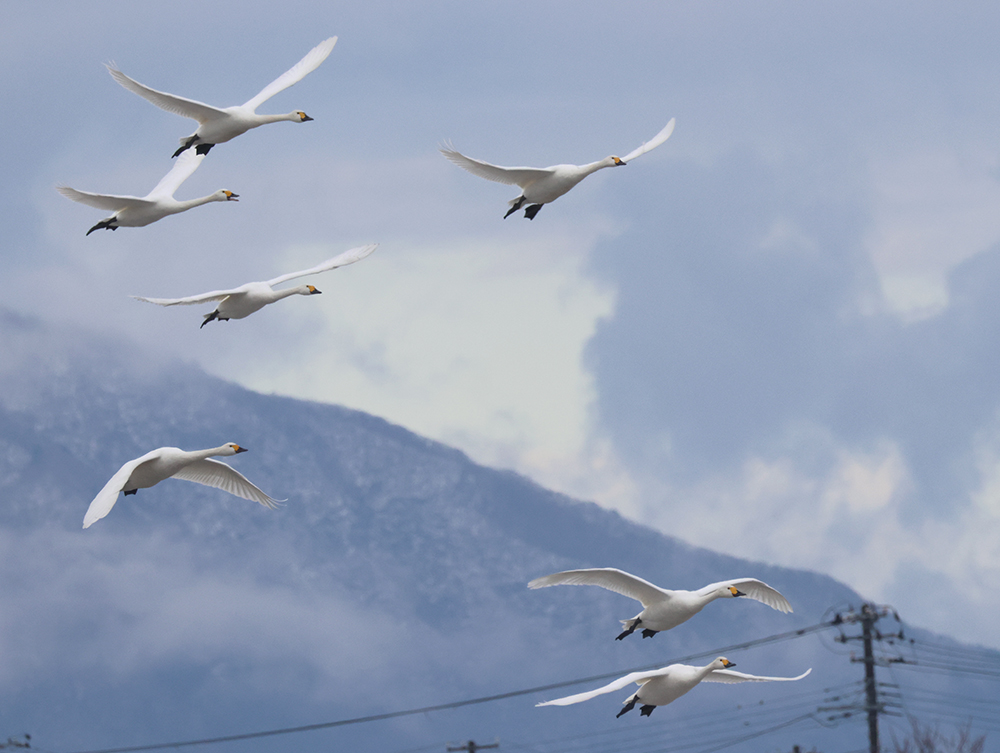 China Airlines 中華航空 -航空豆知識今日は、航空機に欠かせない『電波高度計 RA 』についてご紹介🤓 航空機の計器に表示される 高度は、その場所の気圧から算出した、航空機から海面までの距離を表す海抜高度を指します。 しかし航空機が着陸態勢に入る際には