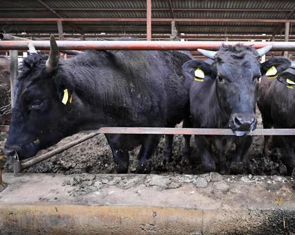 畜産農家イラスト - No: 552484無料イラスト・フリー素材なら「イラストAC」