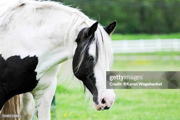 ジプシーバナーホースの新着記事アメーバブログ アメブロ