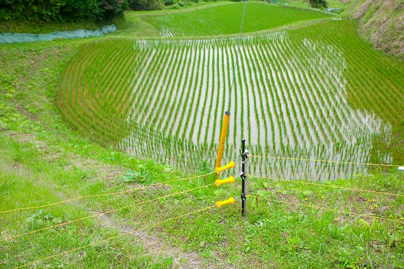鮮やかな黄色で電気柵の警告サインの写真素材・画像素材 Image 19524653