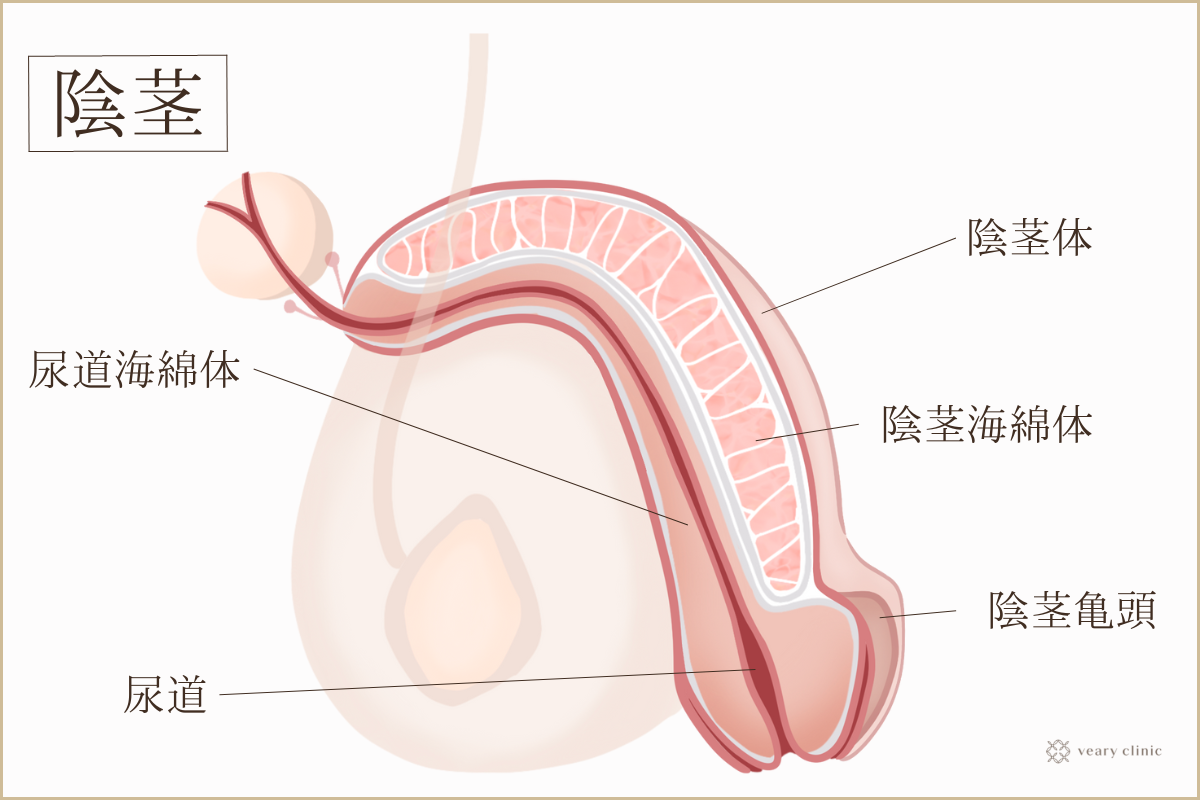 陰茎亀頭 - Wikipedia