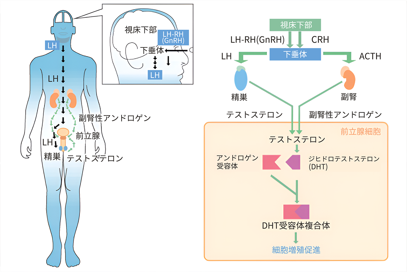 ドライオーガズムのためのアナル開発（前立腺マッサージ）マニュアル | シンデレラグループ公式サイト