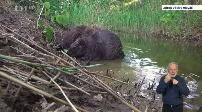 英国で野生のビーバー復活実験が大きな成果。「ビーバーのダム」で、気候変動による洪水リスク減少、生態系の回復も顕著。英環境省、英全土の自然にビーバー導入支援へ RIEF 。一般社団法人環境金融研究機構