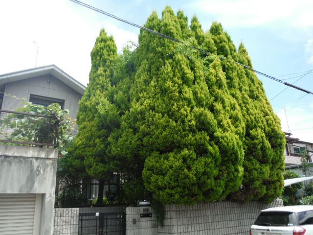 Yahoo!オークション - そのまま飾れる ゴールドクエスト 可愛いウサギ