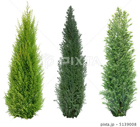 ゴールドクレストの花言葉とは？色別の花言葉や由来、ケア方法まで紹介！ – 東京寿園