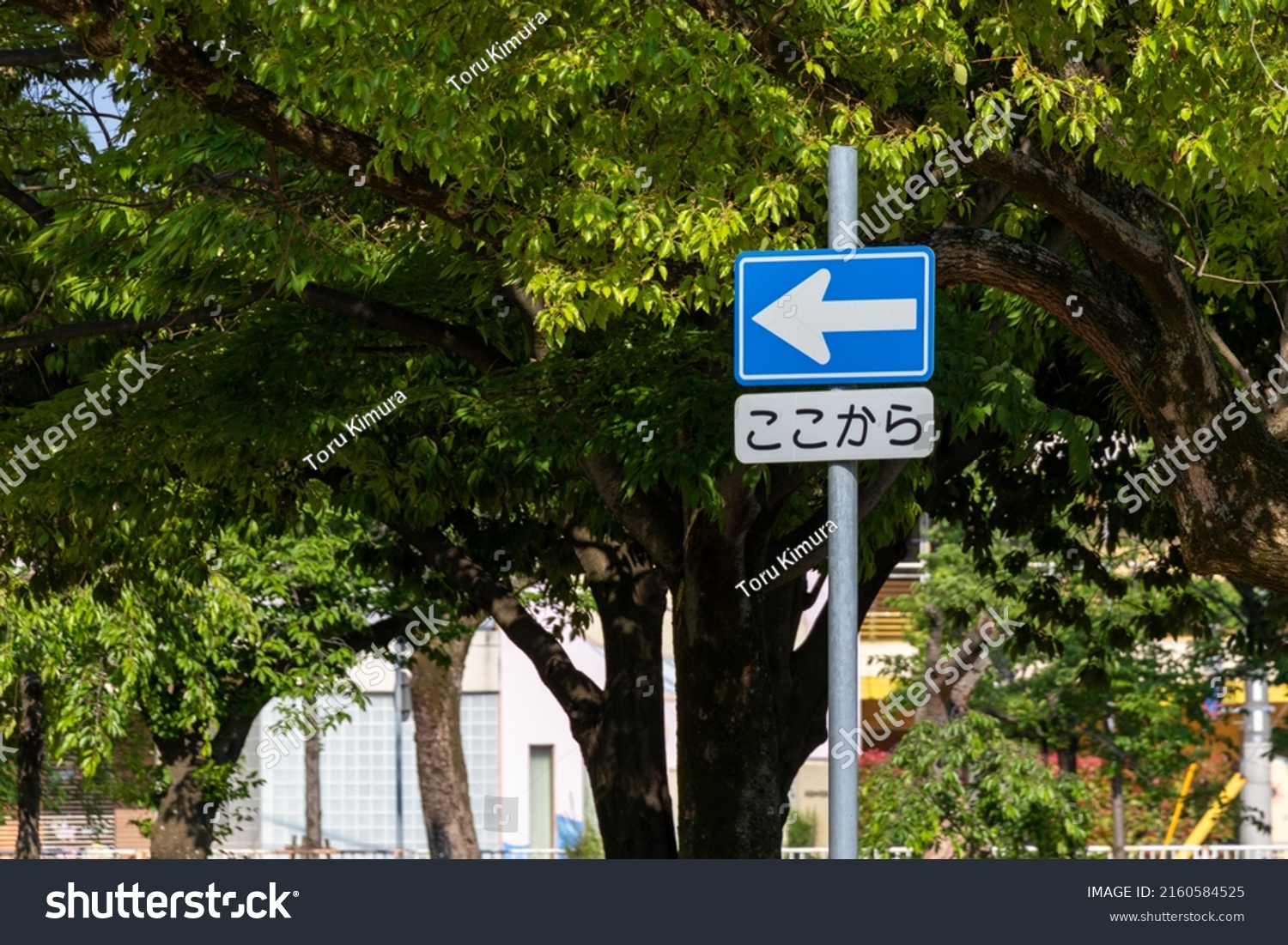 日本緑十字社 路面標識 路面ー30 「一方通行」 101030 1枚 直送品- アスクル