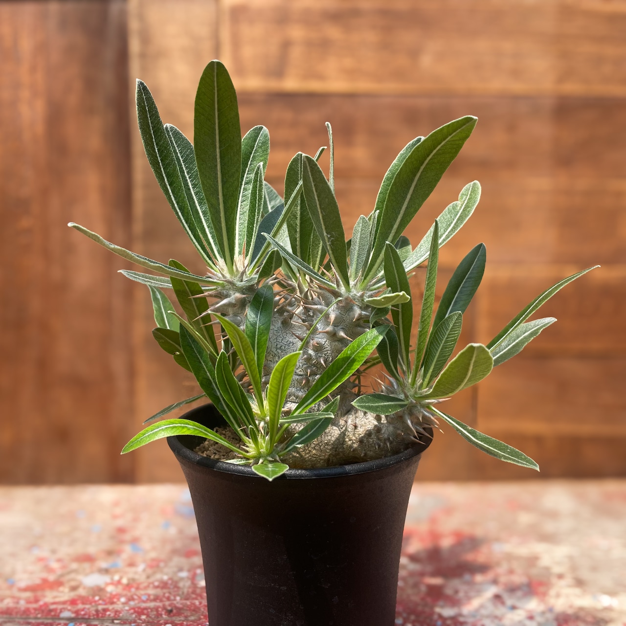 パキポディウム・伊藤ハイブリッド 10.5cm鉢 □カクタス長田