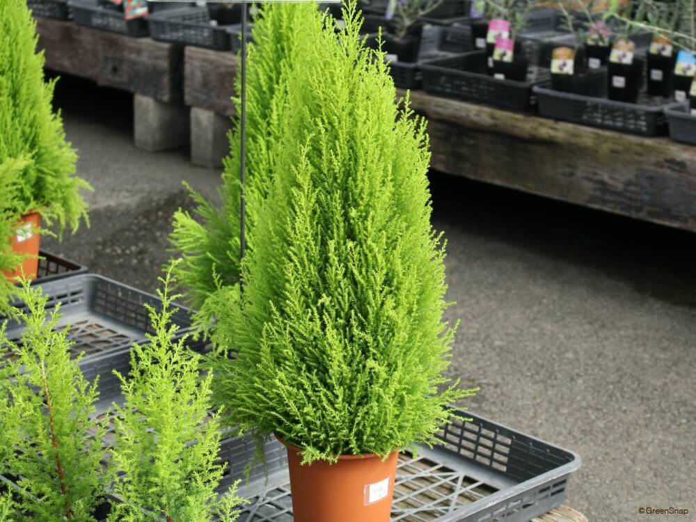 本日のナイト金沢ZOOキッチンカーは「ゴールドクエスト」さん。わくわく広場で開店です。 ボリューミーなバーガーがおいしそう！今日も暑かったですね。適度に休息を入れつつ、夜の動物園をお楽しみください☆ナイト金沢ZOOキッチンカー金沢動物園