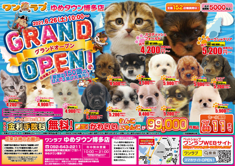 ワンラブ福岡総本店 | トリミングに来てくれた わんちゃんの紹介です🐶🐾 ポメラニアンのちくわ君です🫣🐶💕