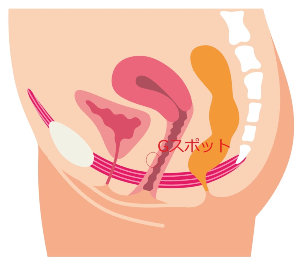 Gスポットの見つけ方と開発方法！攻め方やおすすめ体位を徹底解説｜風じゃマガジン