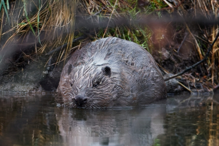 恩着せがましい-42人間の卓越さは「建てる」能力にあります。 居心地の良い空間を作ることで生活を快適にするからです。ご飯を食べて、寝て、映画を見て。 文明の多くは、このように室内で行われます。- MK