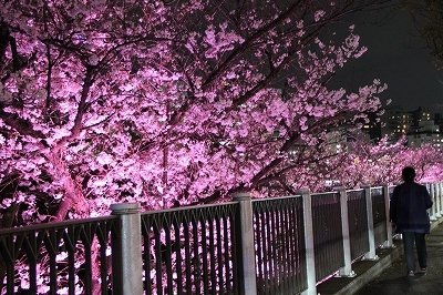 神田川桜並木 クチコミ・アクセス・営業時間目白 フォートラベル