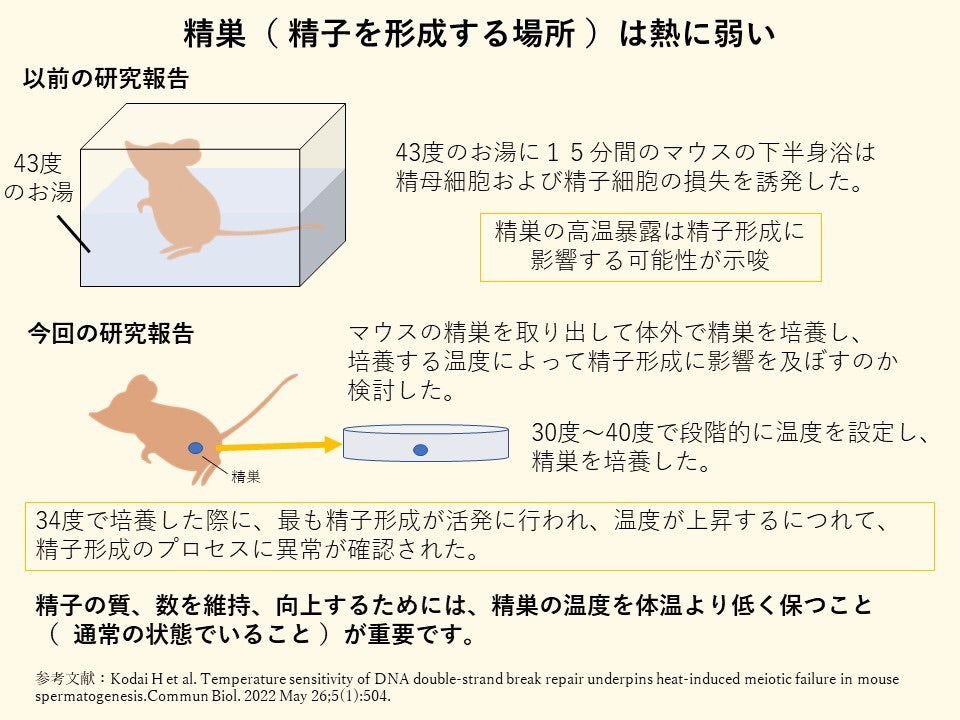 精液の色でわかる精子の数｜色が透明だと不妊症検査の対象 | 東京・ミネルバクリニック