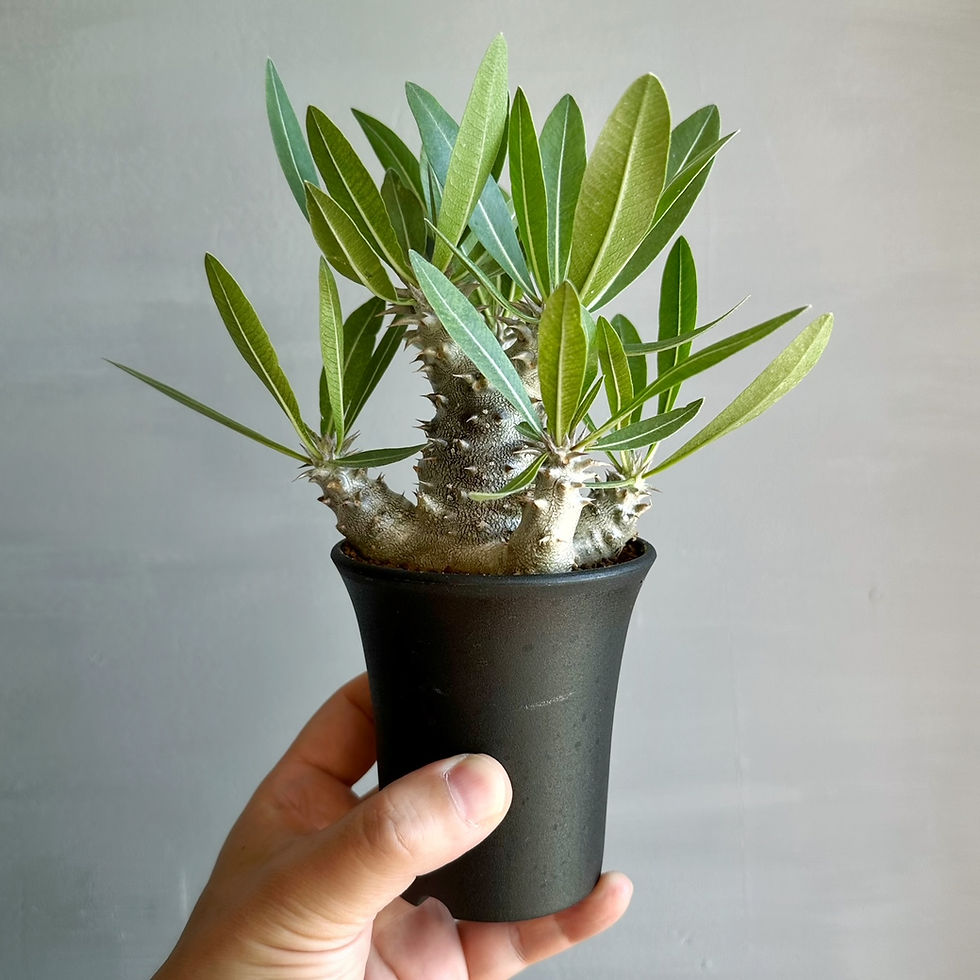 パキポディウム・伊藤ハイブリッドtrigger