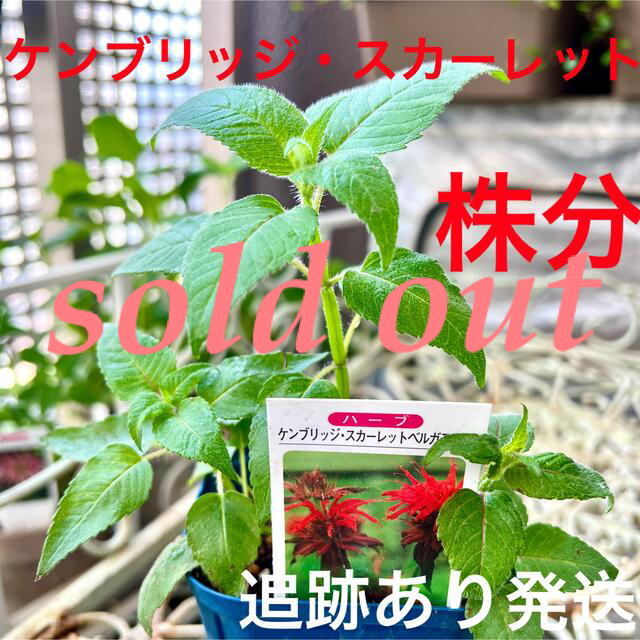 2025.1.31 Hi-Vaケンブリッジローラー 播種後鎮圧作業