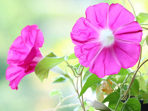 ヒルガオ 昼顔 ひるがお ピンク色の花の写真素材 -